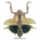 Deroplatys truncata (open wings)