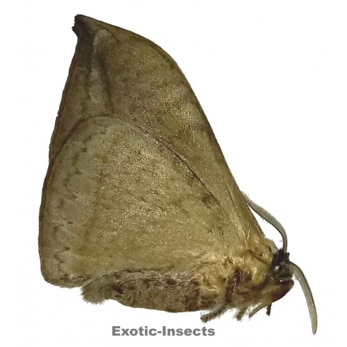 Eupterotidae sp.24