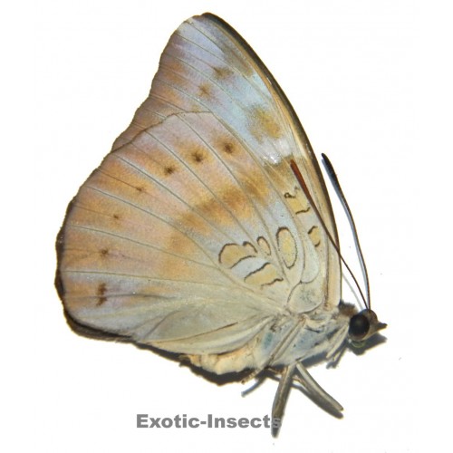 Euthalia alpheda alpheda