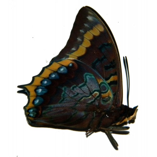 Charaxes eurialus  RED BAND FORM