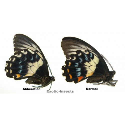 Papilio gambrisius gambrisius  VARIATION 07