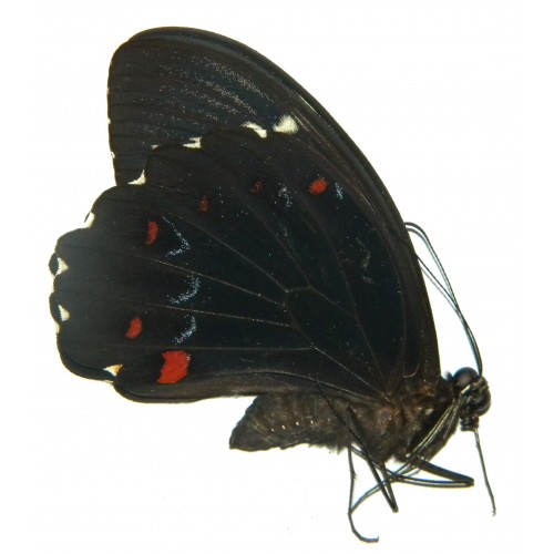 Papilio aegeus keianus