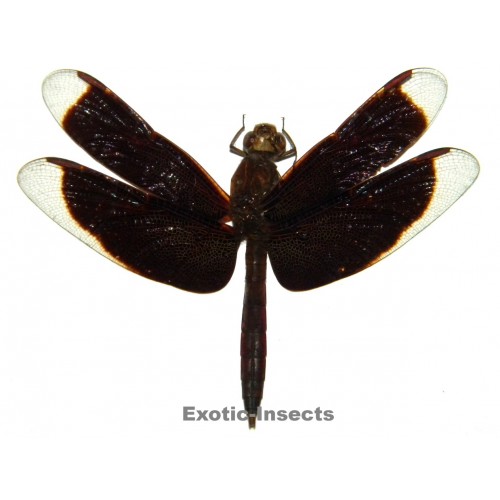 Anisoptera sp.31