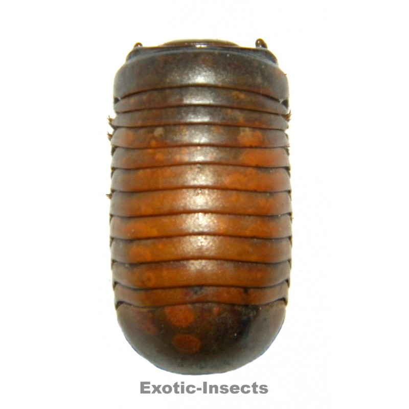 Glomerida sp.01 LARGE ExoticInsects