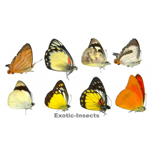 Lepidoptera mix01 Set of 50