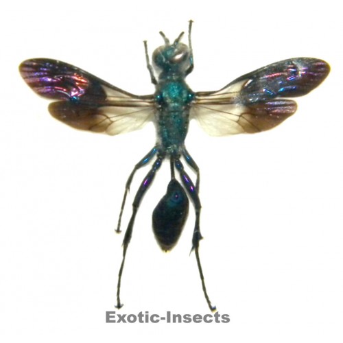 Hymenoptera sp.21