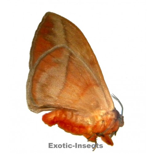 Eupterotidae sp.18