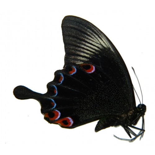 Papilio karna carnatus