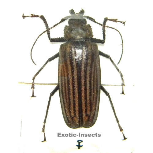 Xixuthrus helleri (61mm) specimen 3