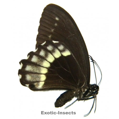 Papilio canopus alorensis