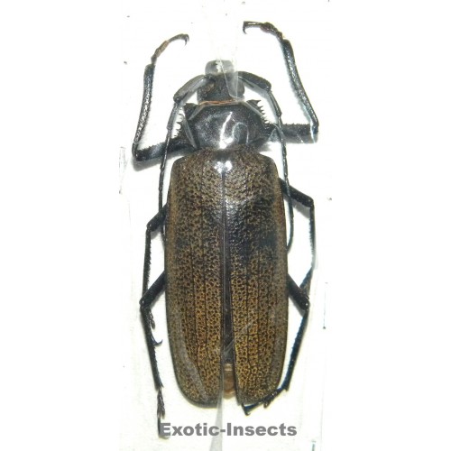 Xixuthrus granulipennis (65mm)