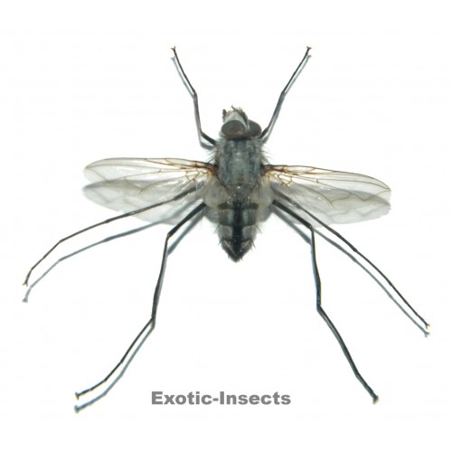 Tachinidae sp.01