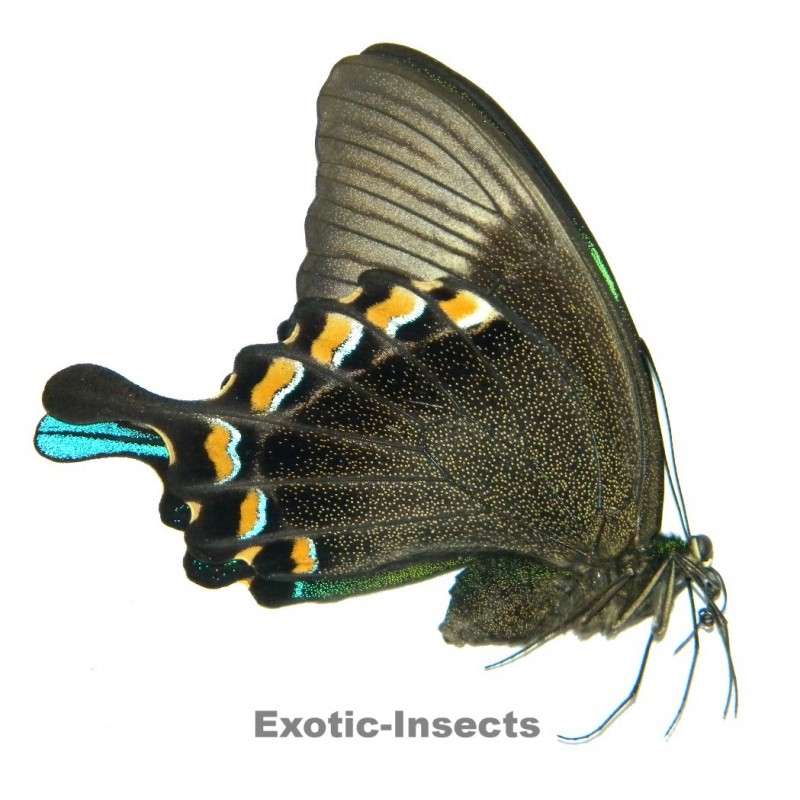 Papilio blumei blumei ExoticInsects