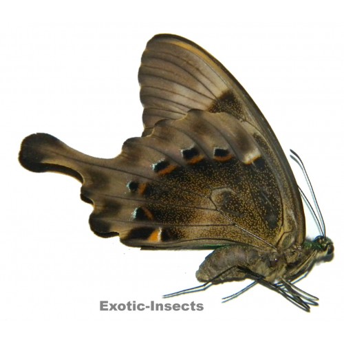 Papilio peranthus fannius