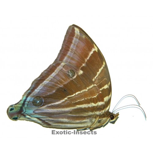 Amathusia sp.01