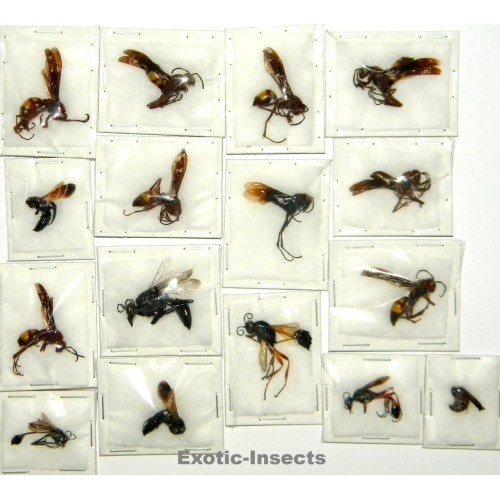 Hymenoptera mix18  Set of 16