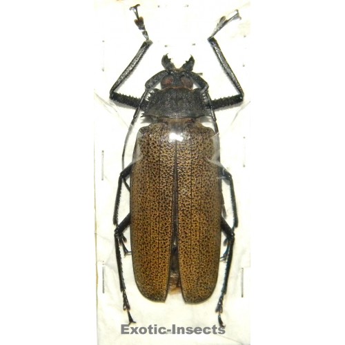 Xixuthrus granulipennis (75mm)