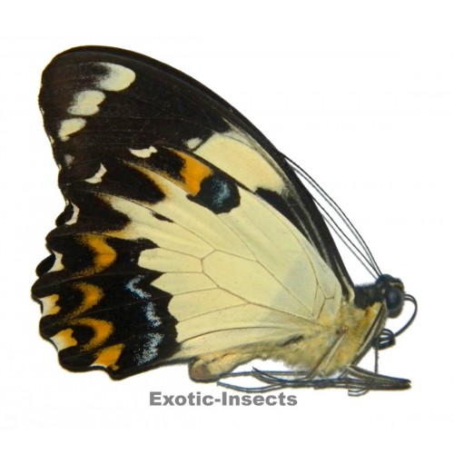 Papilio euchenor comma