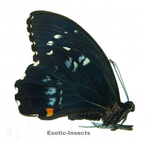 Papilio gambrisius gambrisius