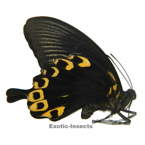 Papilio deiphobus deiphobus YELLOW