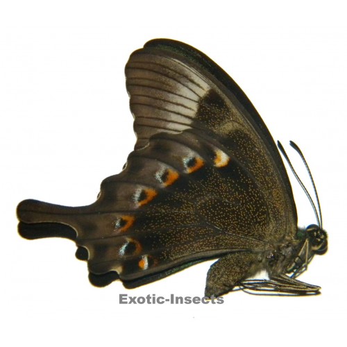 Papilio peranthus baweanus