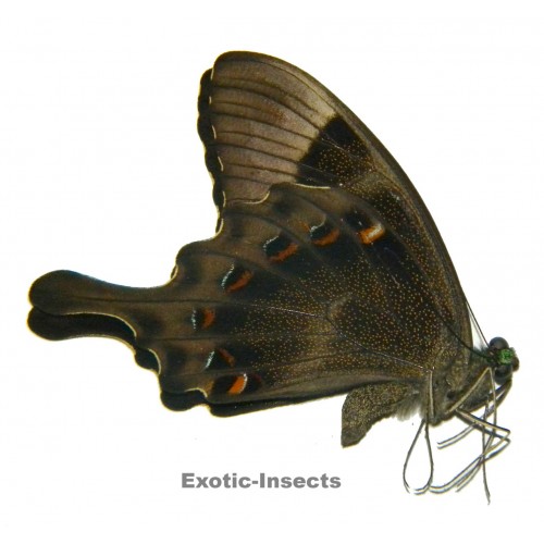 Papilio peranthus fannius