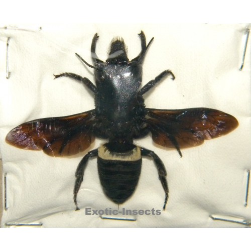 Megachile pluto (44mm)  SPECIMEN 1