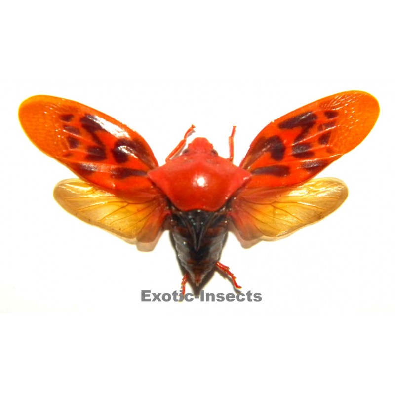 Cercopidae sp.17 ExoticInsects