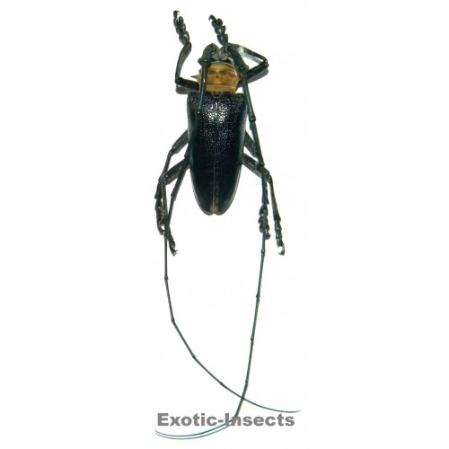 Nemophas batoceroides (45-46mm)