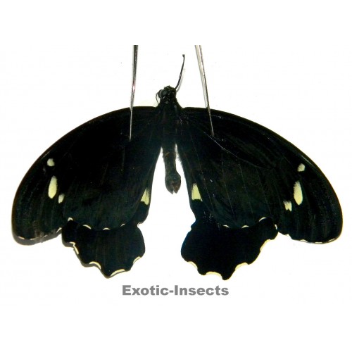 Papilio gambrisius buruanus  ABERRATION 01