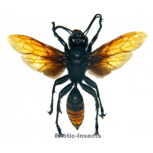 Hymenoptera sp.19