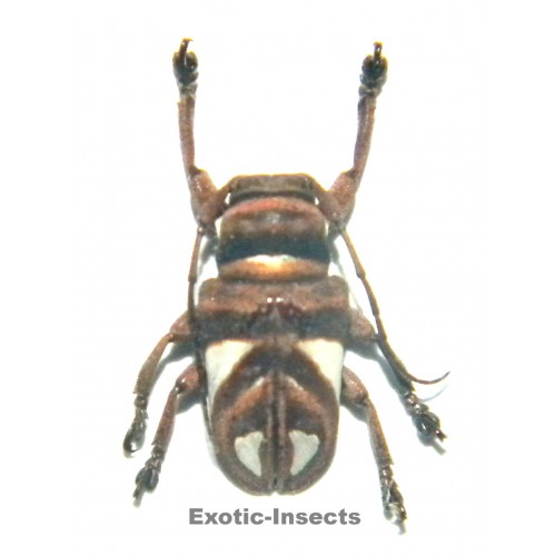 Cerambycidae sp.03