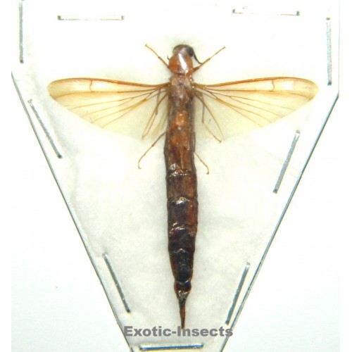 Misc. Coleoptera sp.01