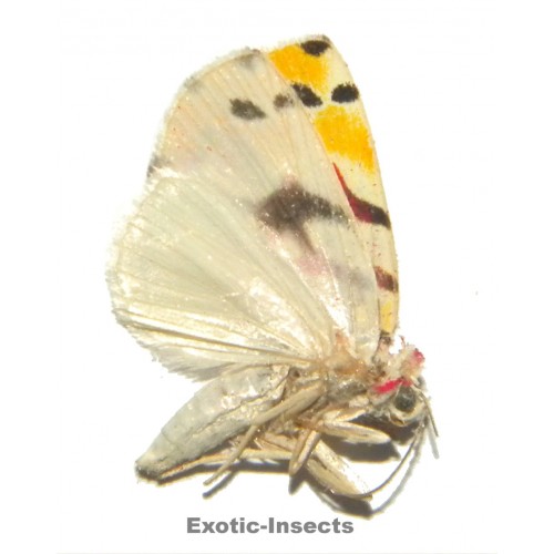 Misc. moth sp.74