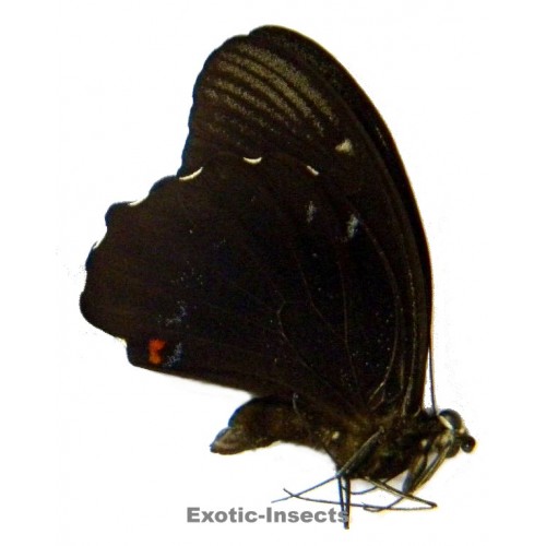 Papilio aegeus othello