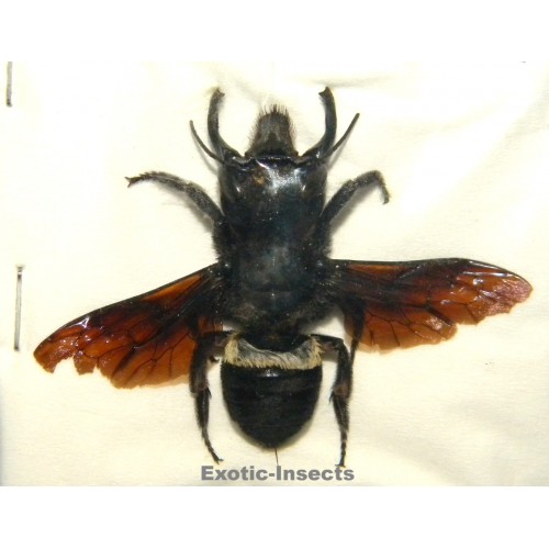 Megachile pluto (41mm)  SPECIMEN 1