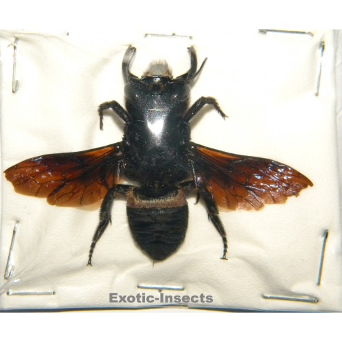 Megachile pluto (41mm)  SPECIMEN 2