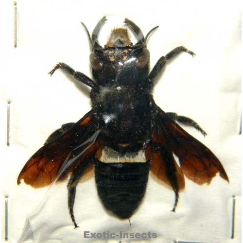 Megachile pluto (42mm)  SPECIMEN 3