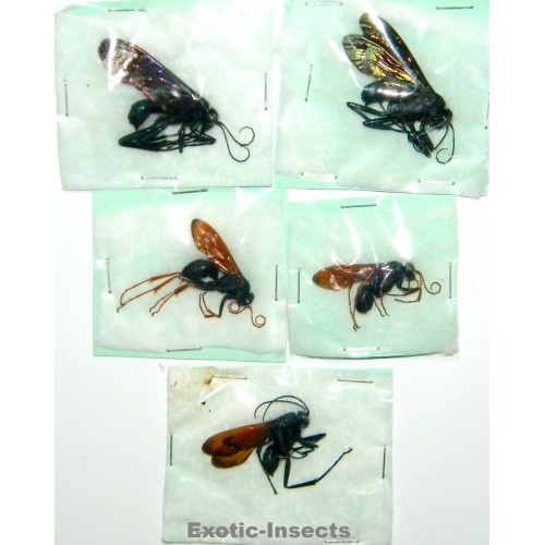 Hymenoptera mix28  Set of 5