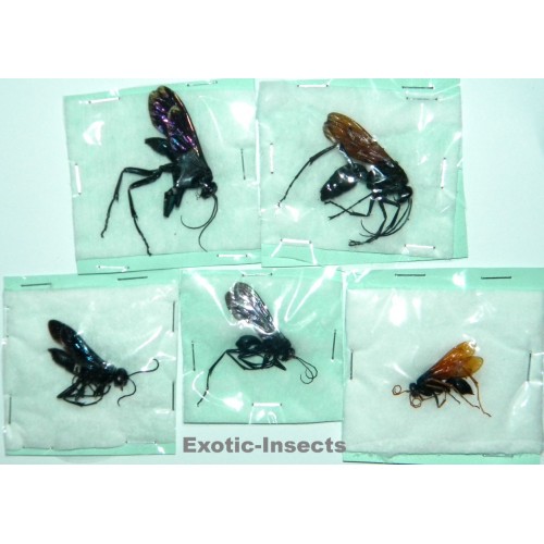 Hymenoptera mix29  Set of 5