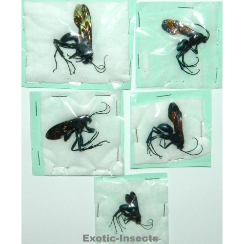 Hymenoptera mix30  Set of 5