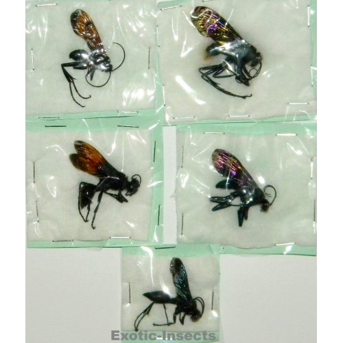Hymenoptera mix32  Set of 5