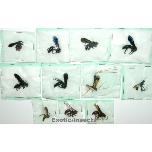 Hymenoptera mix34  Set of 11