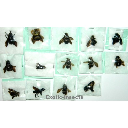 Hymenoptera mix35  Set of 14