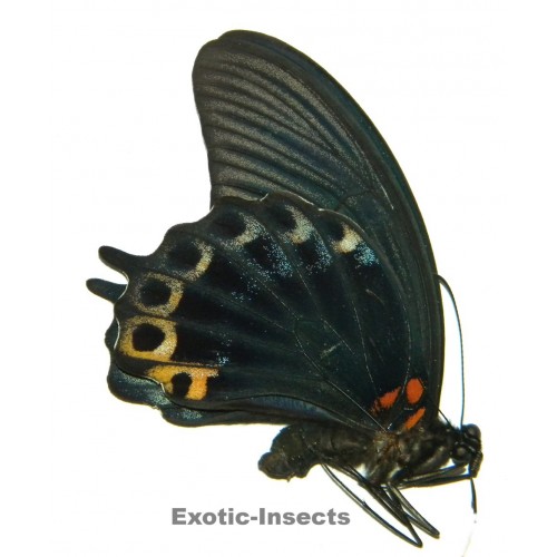 Papilio memnon X Papilio deiphobus deiphobus  HYBRID