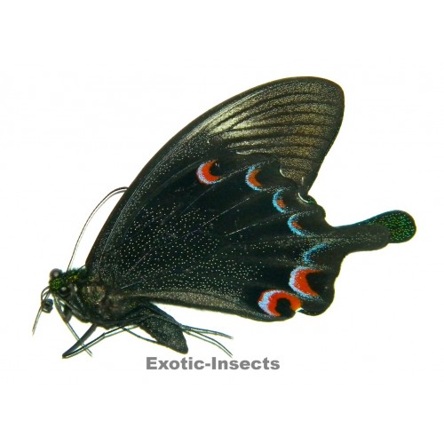 Papilio karna karna ABERRATION 03