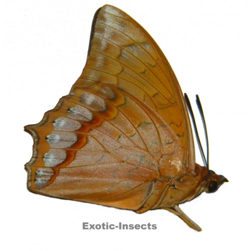 Charaxes affinis butongensis